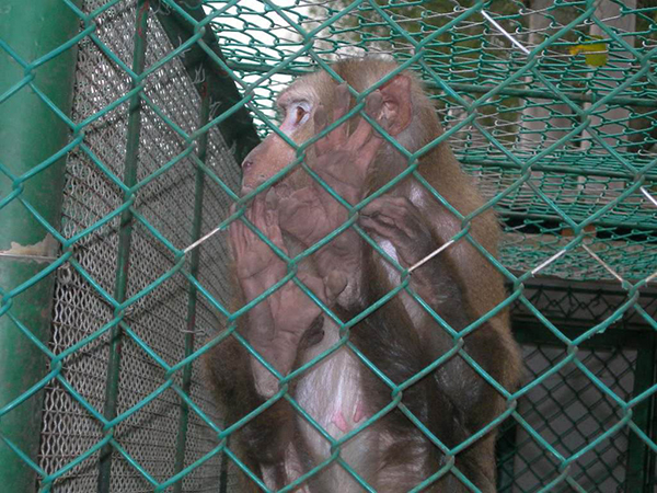 養(yǎng)殖勾花網(wǎng)